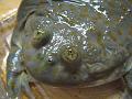 Lepidobatrachus laevis  06